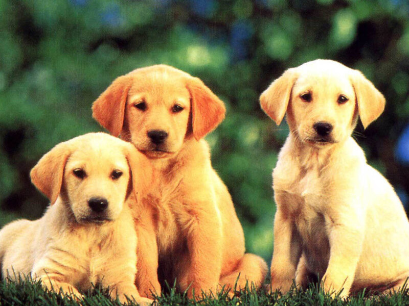 Three Golden Retriever Puppies — Yellow, Calm