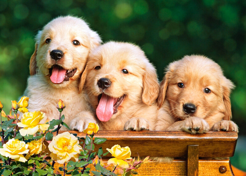 Three Golden Retriever Puppies — Yellow, Cheerful