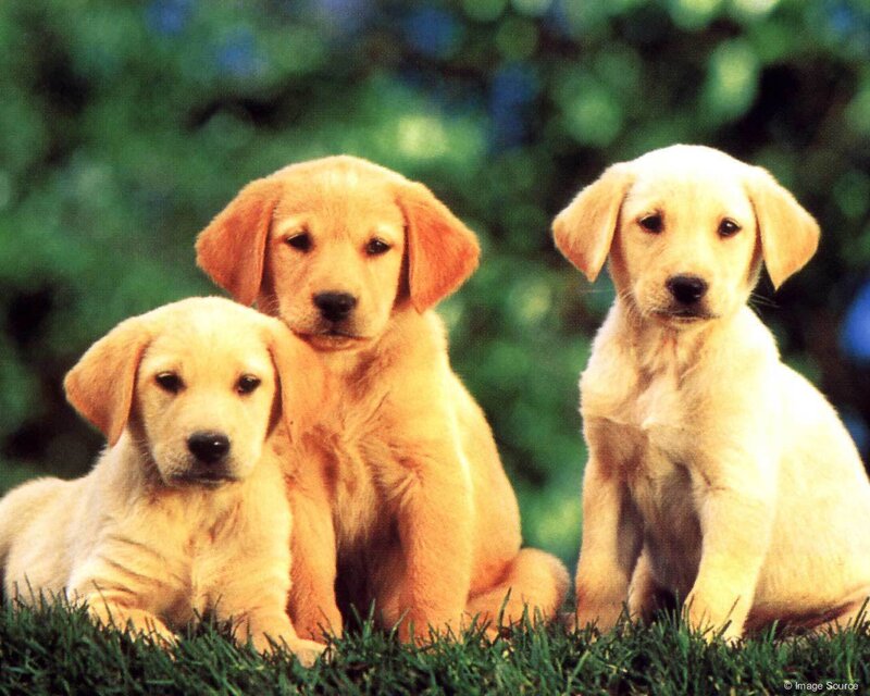 Three Golden Retriever Puppies — Yellow