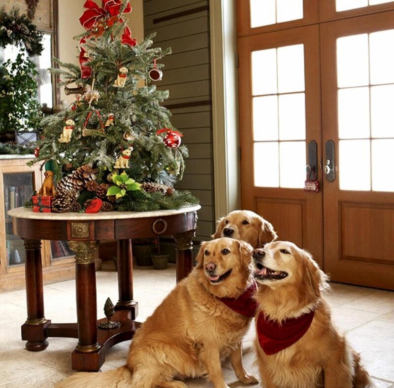 Three Golden Retrievers — Brown