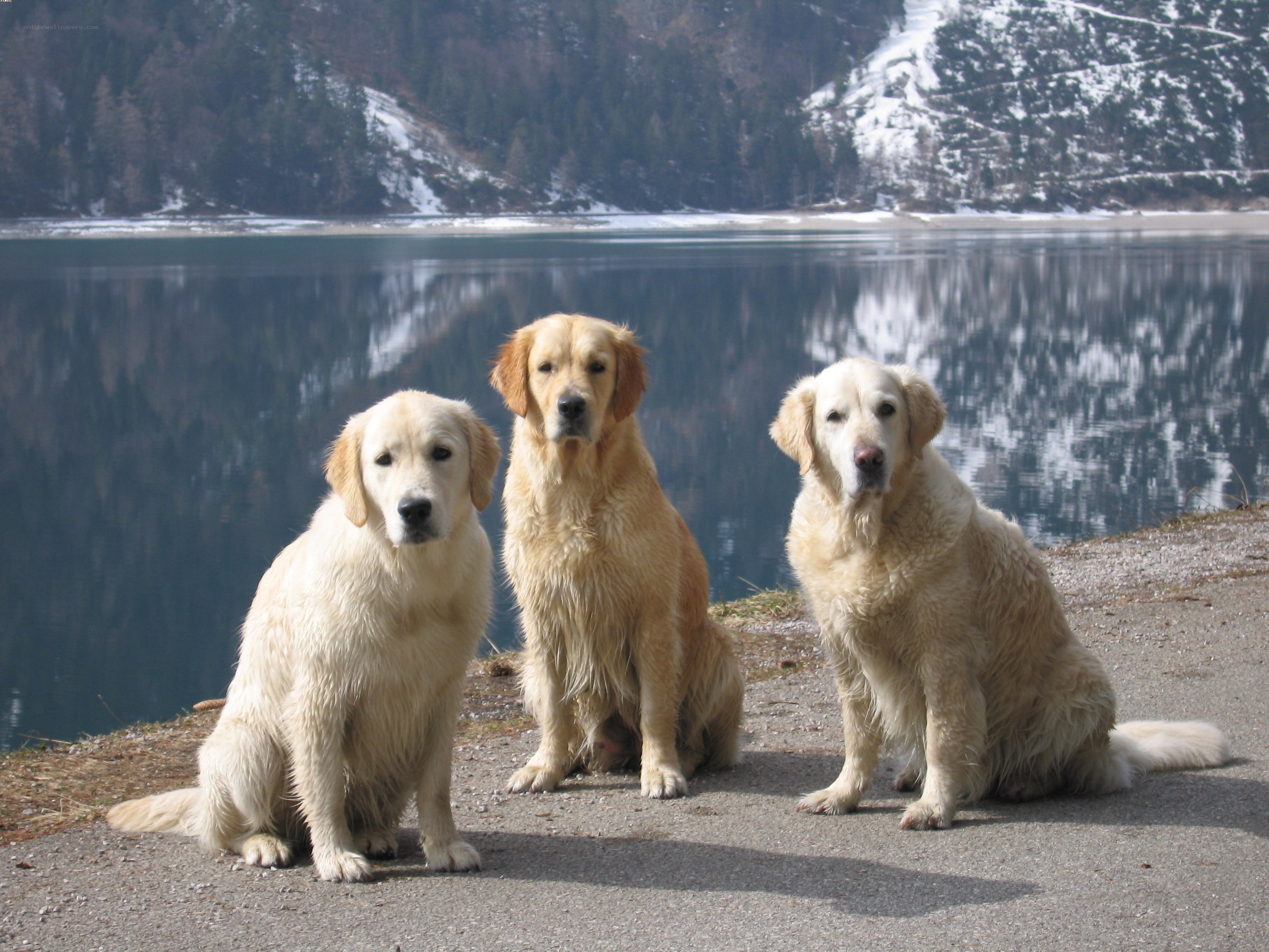 Three golden retrievers by a lake