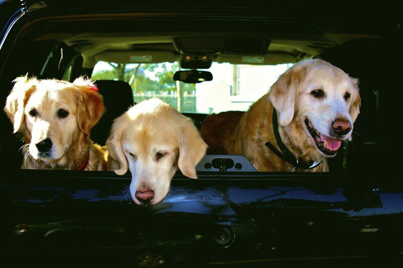 Three Golden Retrievers — Calm