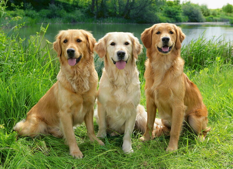 Three Golden Retrievers — Green