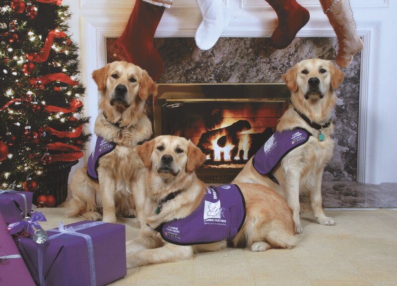 Three Golden Retrievers — Purple