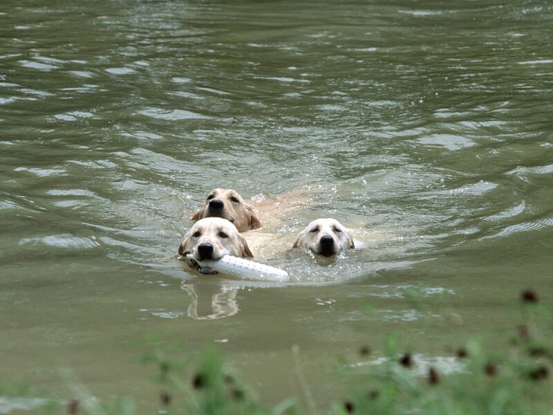 Three Golden Retrievers Swimming