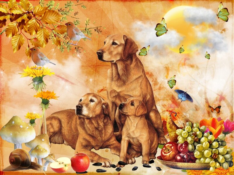 Three Golden Retrievers