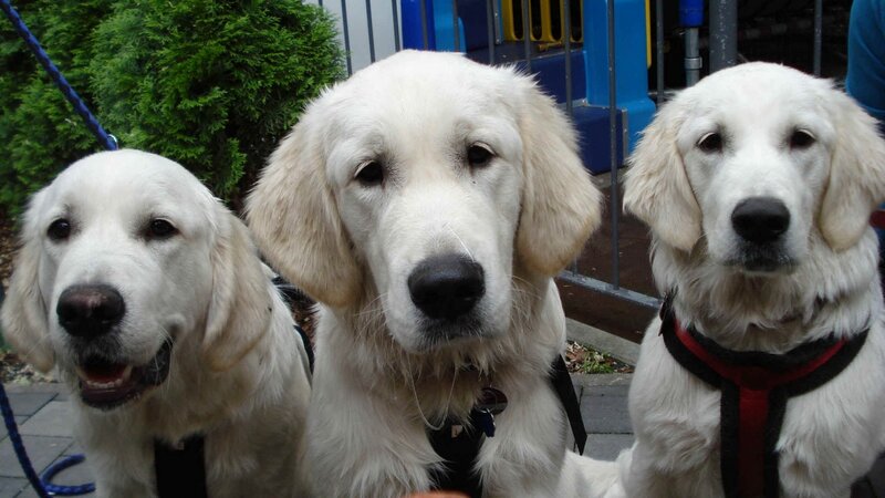 Three Golden Retrievers — White, Calm