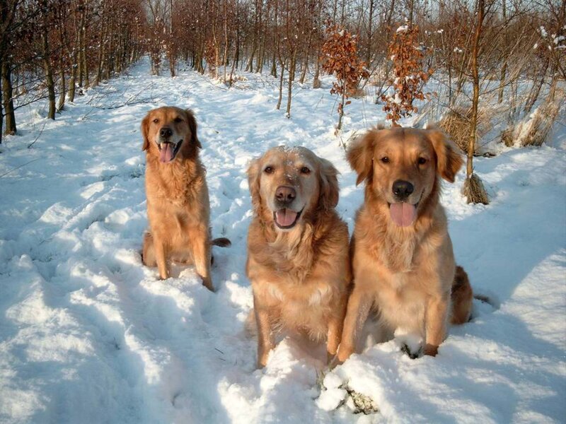 Three Golden Retrievers — White, Calm, Winter