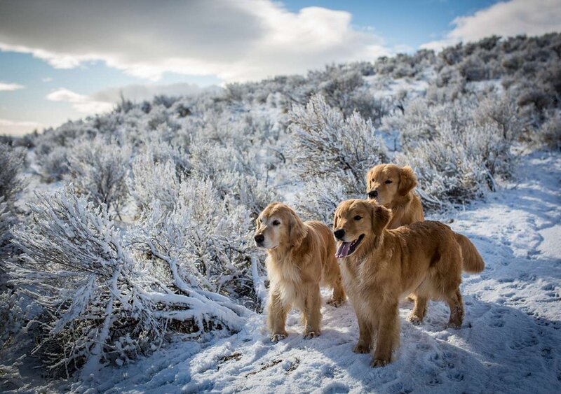 Three Golden Retrievers — White