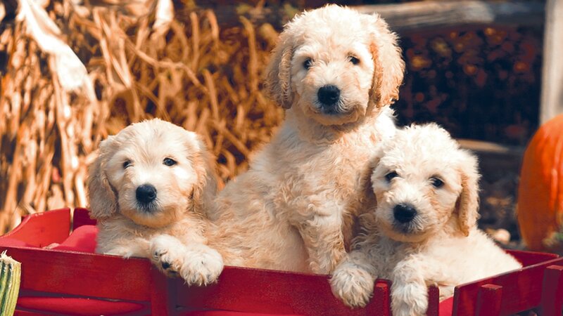 Three Goldendoodle Puppies