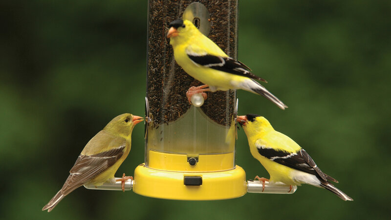 Three Goldfinches at Feeder