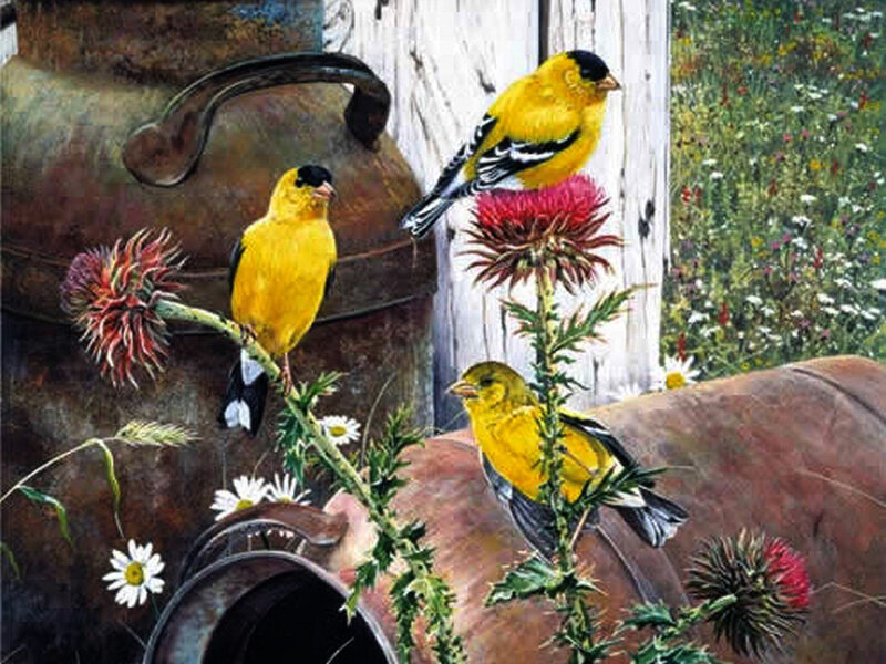 Three Goldfinches on Thistles