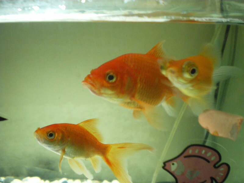 Three Goldfish in Tank