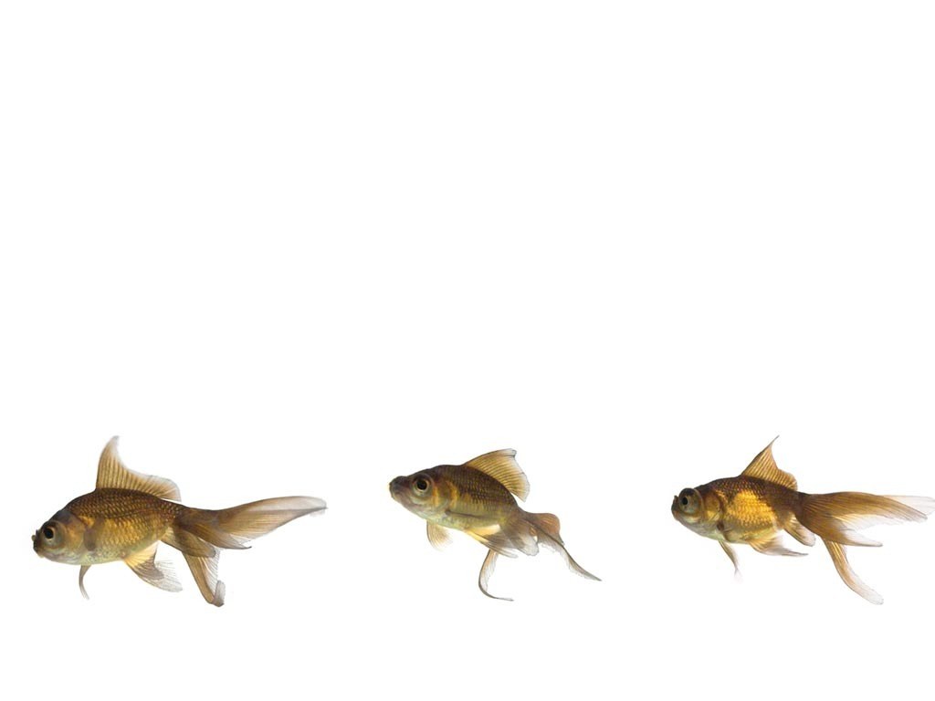 three goldfish swimming