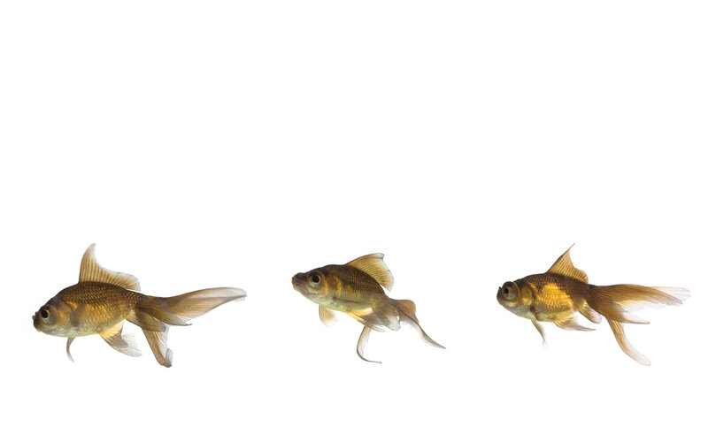 Three Goldfish
