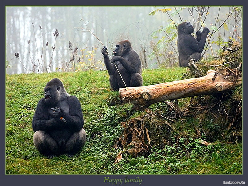 Three Gorillas on Grass