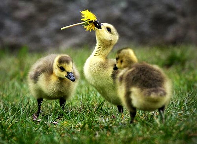 Three Goslings on Grass — Green, Playful