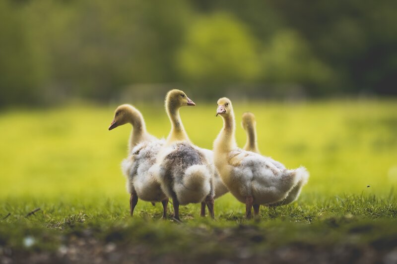 Three Goslings on Grass — Green, Serene