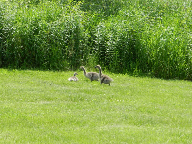 Three Goslings on Grass