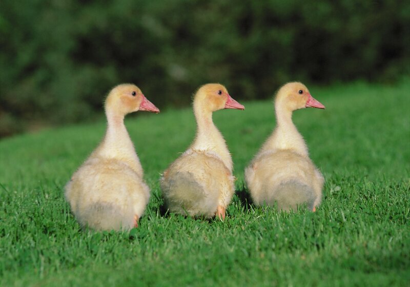 Three goslings on green grass