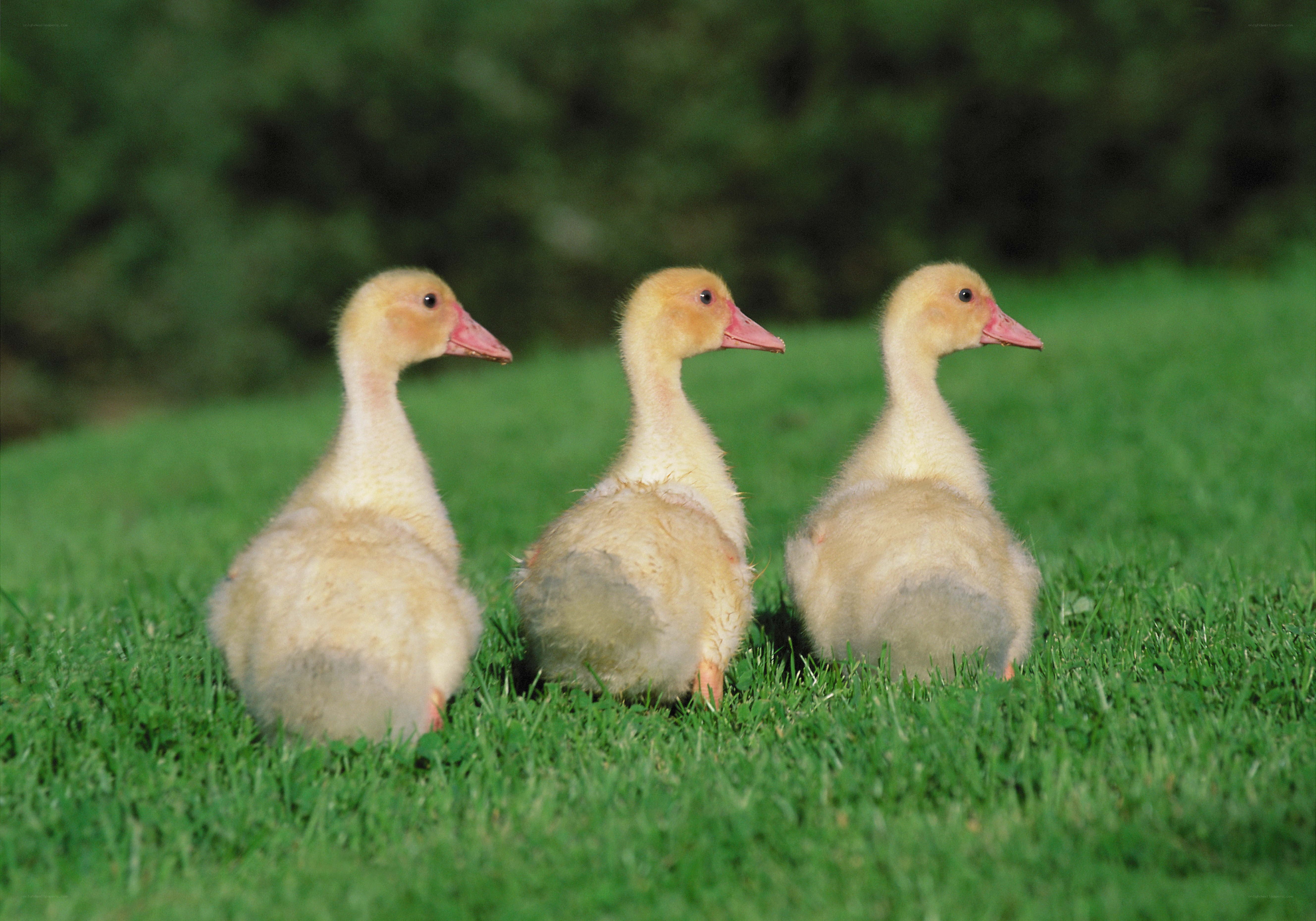 Three goslings on green grass