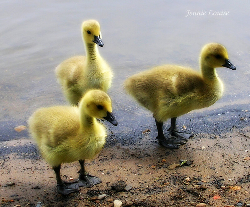 Three Goslings on Shore