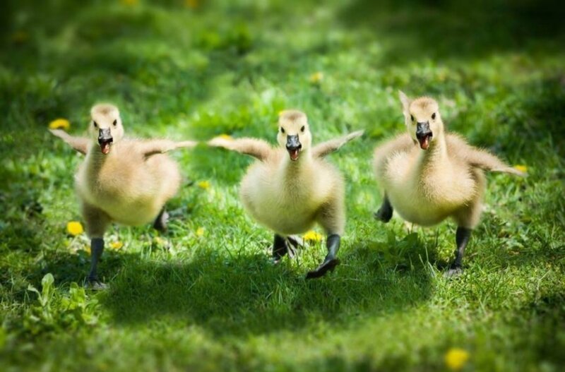Three Goslings Running — Green, Playful