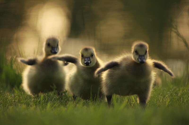 Three Goslings Running — Green