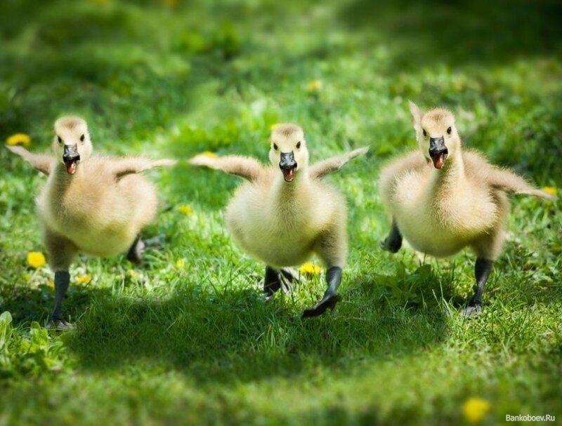 Three goslings running on grass