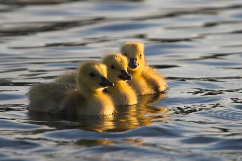 Three goslings swimming in water