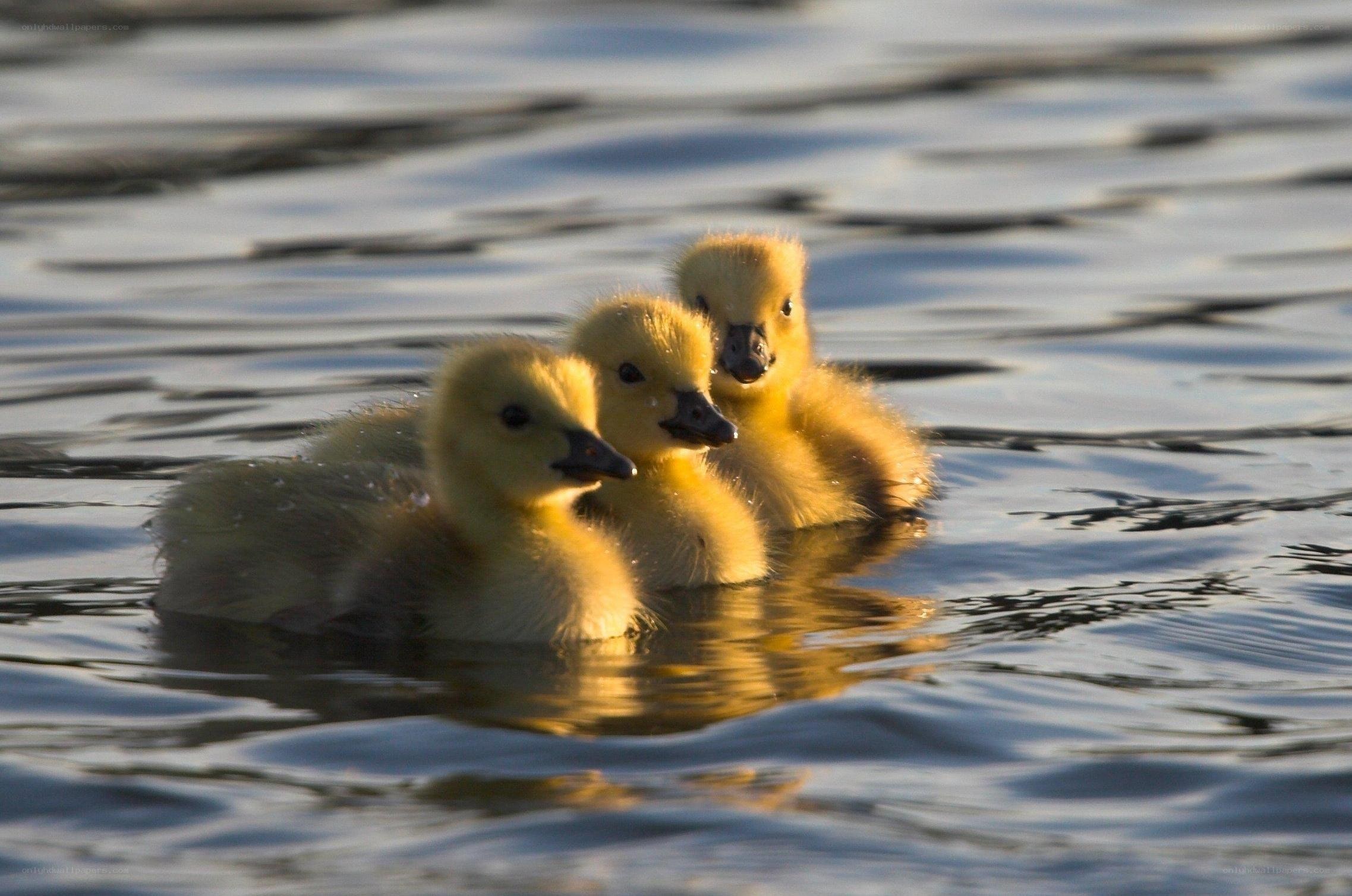 Three goslings swimming in water