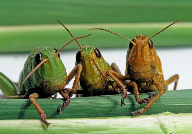 Three grasshoppers on a leaf