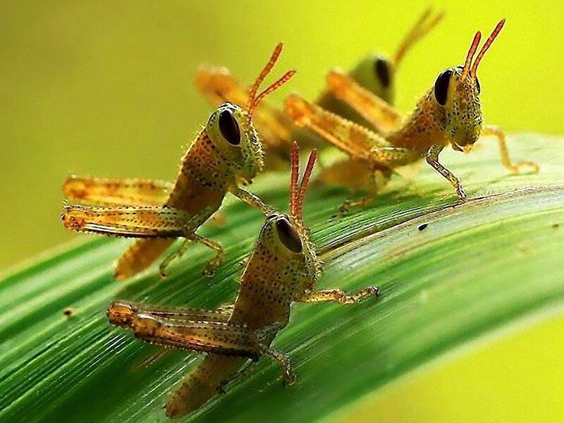 Three Grasshoppers on Leaf
