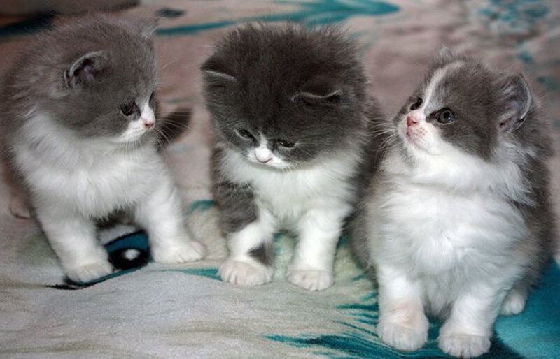 Three Gray and White Kittens