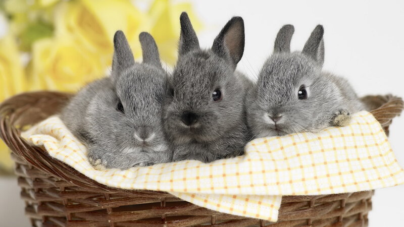 Three Gray Baby Rabbits