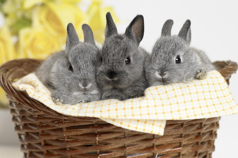 Three Gray Bunnies — Calm, Photograph, Basket, Cloth, Flowers, Yellow