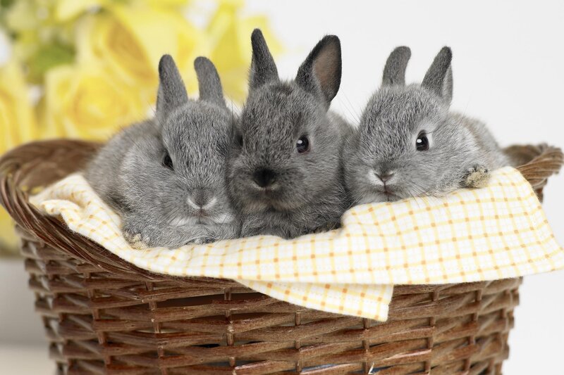 Three Gray Bunnies — Calm, Photograph