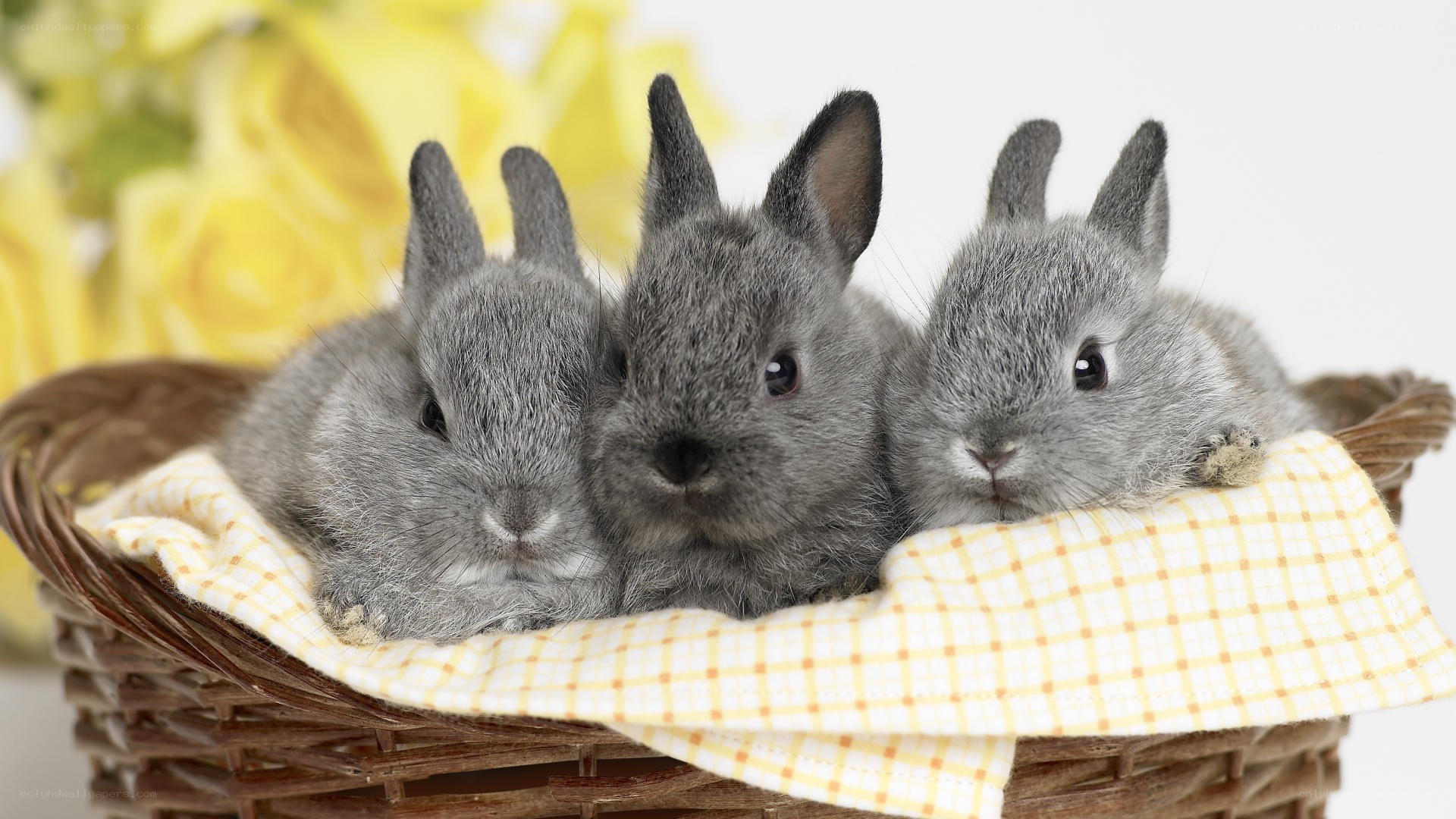 three gray bunnies in a basket