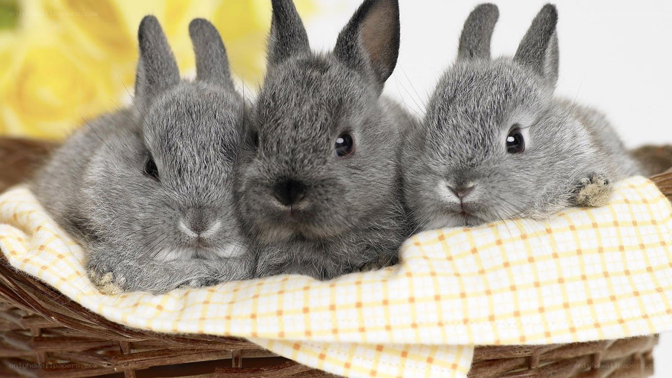 three gray bunnies in basket