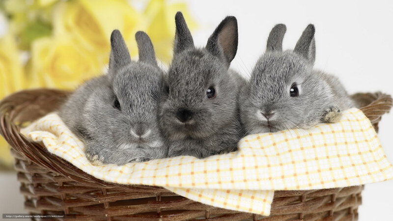Three Gray Bunnies
