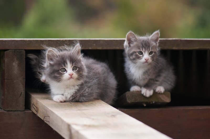 Three Gray Kittens — Calm, Afternoon