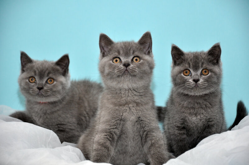 Three Gray Kittens — Calm, Photograph, Blanket, Blue Background