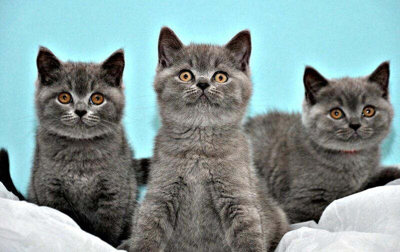 Three Gray Kittens — Calm, Photograph, Blue Background