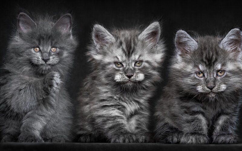 Three Gray Kittens — Calm, Photograph, Dark Background