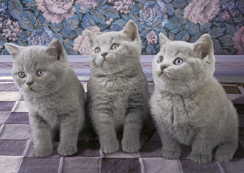 Three Gray Kittens — Calm, Photograph