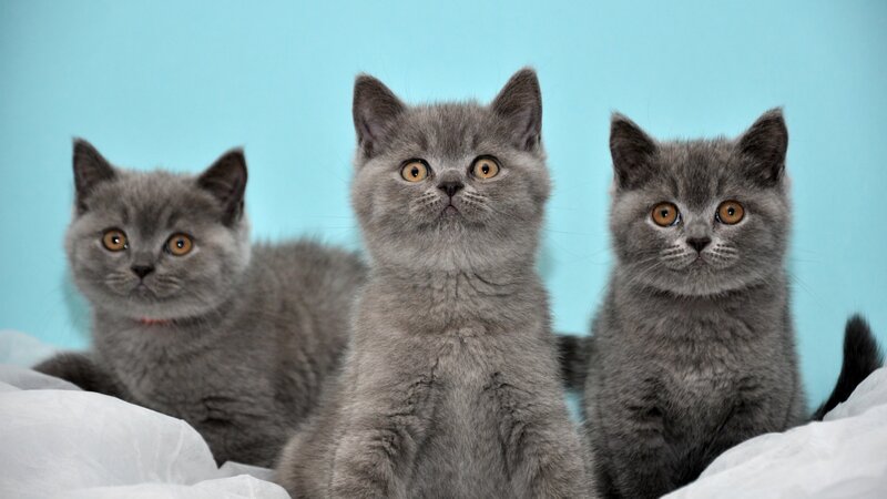 Three Gray Kittens — Calm, Photograph, White Blanket, Blue Background