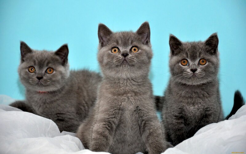 Three Gray Kittens — Calm, Photograph, White Blanket