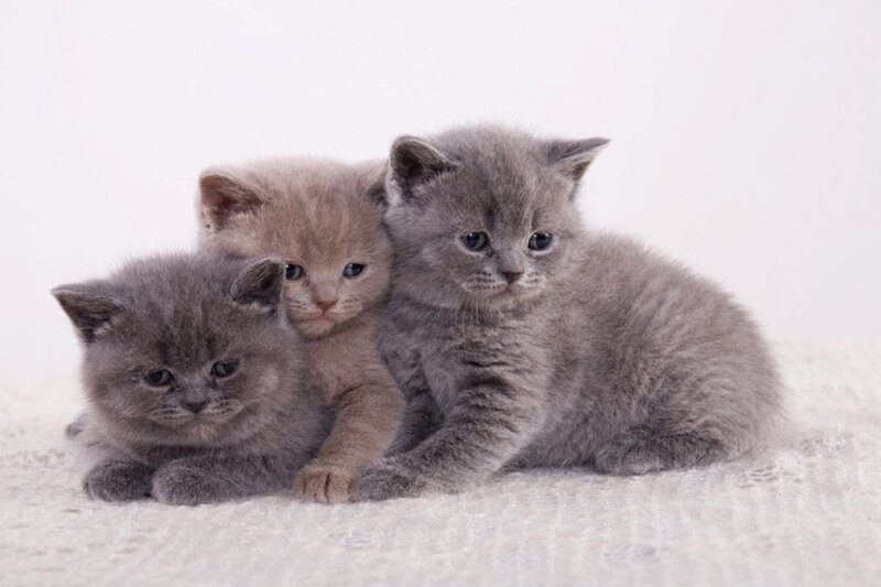 Three Gray Kittens — Calm, Photograph, White Surface