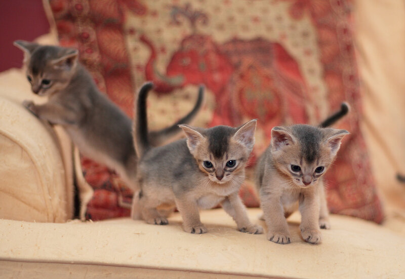 Three Gray Kittens — Calm
