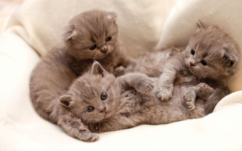 Three gray kittens cuddling